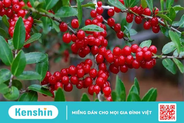 Người bệnh thận nên ăn gì? 21 thực phẩm tốt cho thận bạn nên biết