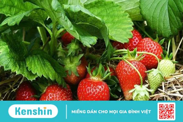 Người bệnh thận nên ăn gì? 21 thực phẩm tốt cho thận bạn nên biết