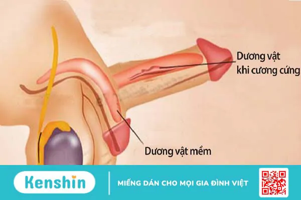 Nguyên nhân xuất tinh sớm ở nam giới có thể bạn chưa biết