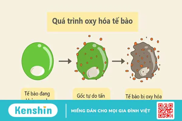 Nhân sâm có tác dụng gì? 12 tác dụng của nhân sâm đối với sức khỏe