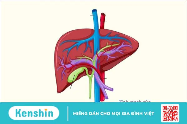 Nhiễm Covid-19 ở bệnh nhân xơ gan