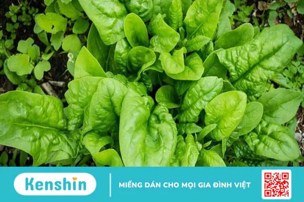 Những loại thực phẩm giàu selen