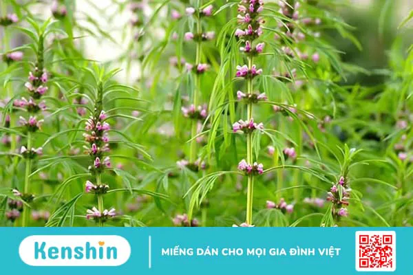 Những lợi ích của ích mẫu đối với sức khỏe phụ nữ