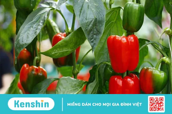 Những thực phẩm giàu vitamin A mà bạn nên biết