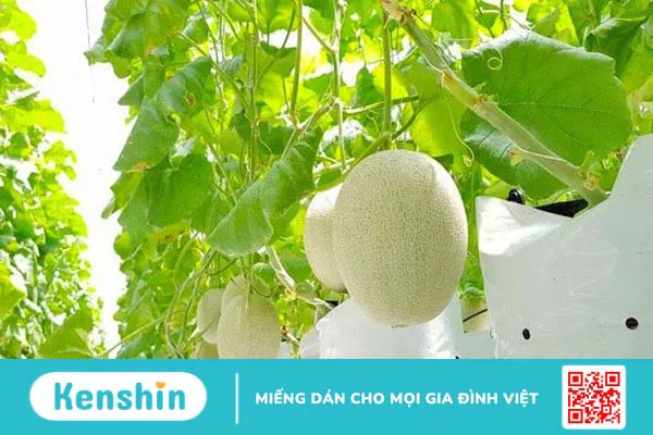 Những thực phẩm giàu vitamin A mà bạn nên biết