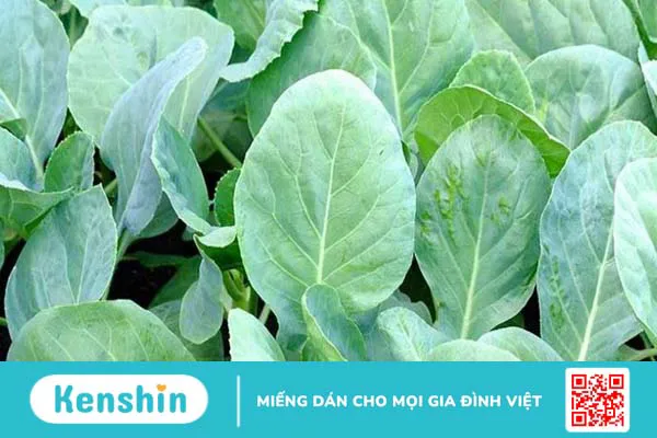 Những thực phẩm giàu vitamin K mà bạn không nên bỏ qua