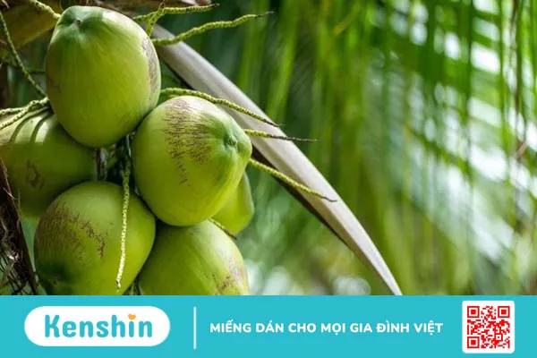 Nước dừa bao nhiêu calo? Uống nước dừa có giảm cân không?