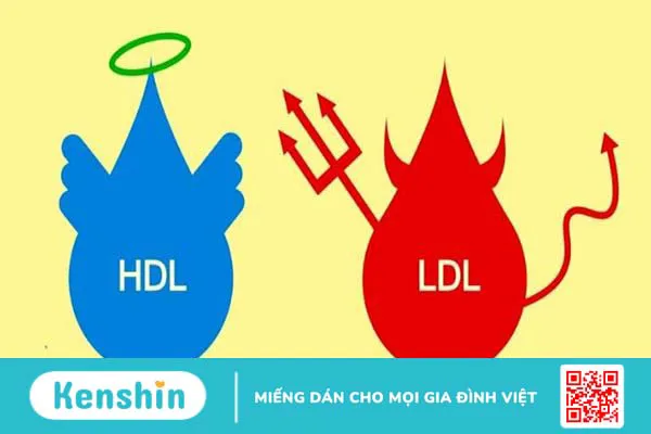 Phân biệt giữa LDL cholesterol và HDL cholesterol