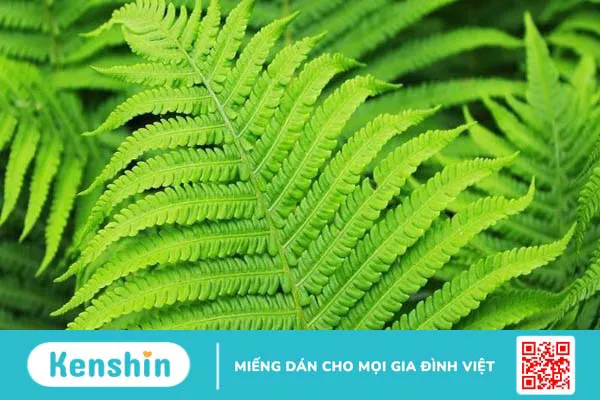 Polypodium leucotomos là gì? Lợi ích sức khỏe và tác dụng phụ