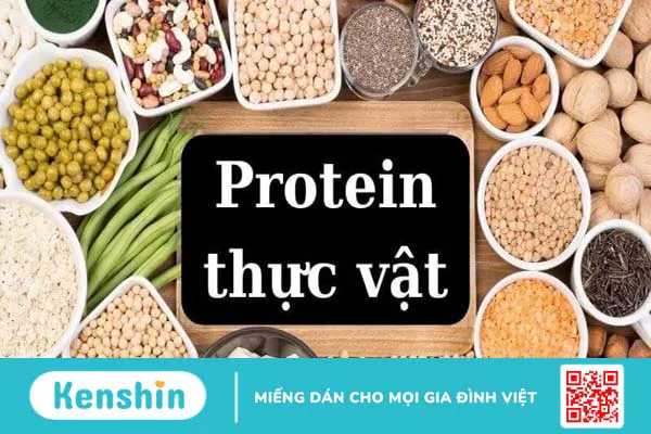 Protein thực vật khác whey protein như thế nào? Loại nào tốt hơn?