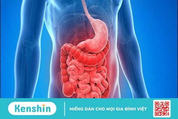 Quả cóc có tác dụng gì? 18 lợi ích sức khỏe của quả cóc