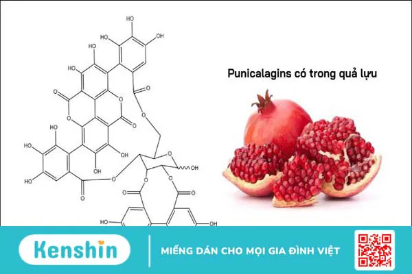 Quả lựu có tác dụng gì? 22 công dụng, lưu ý ăn lựu tốt cho sức khỏe