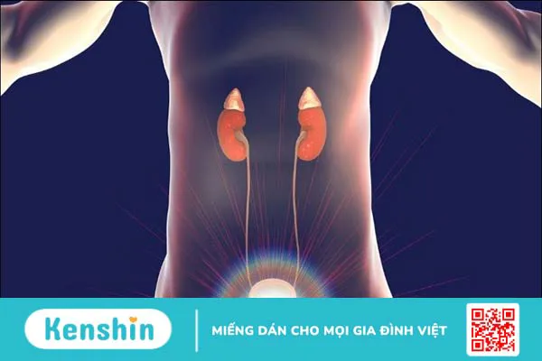 Quả lựu có tác dụng gì? 22 công dụng, lưu ý ăn lựu tốt cho sức khỏe