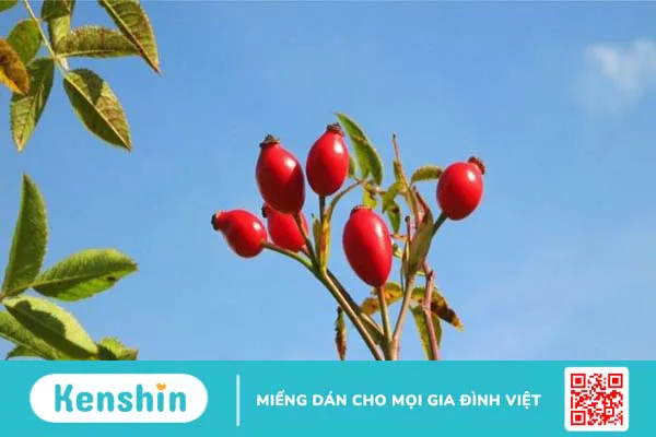 Quả tầm xuân: Nguồn gốc, thành phần, lợi ích và tác dụng phụ