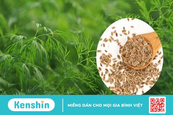 Rau thì là có tác dụng gì? 16 tác dụng của rau thì là đối với sức khỏe