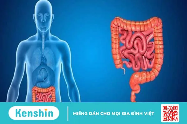 Rau thì là có tác dụng gì? 16 tác dụng của rau thì là đối với sức khỏe