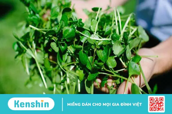 Rau xà lách xoong có tác dụng gì? 27 công dụng của xà lách xoong