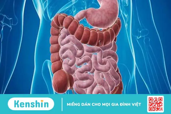 Sâm cau có tác dụng gì? Công dụng sâm cau với sức khỏe sinh lý phái mạnh