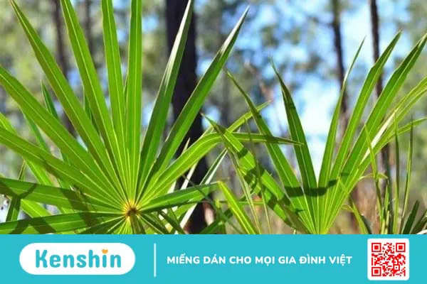 Saw Palmetto có ảnh hưởng đến Testosterone không?