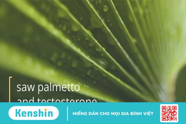 Saw Palmetto có ảnh hưởng đến Testosterone không?