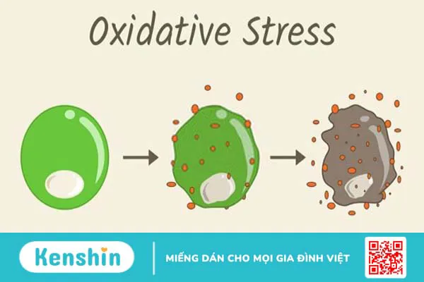 Stress oxy hóa là gì? Nguyên nhân, ảnh hưởng, cách phòng ngừa và điều trị