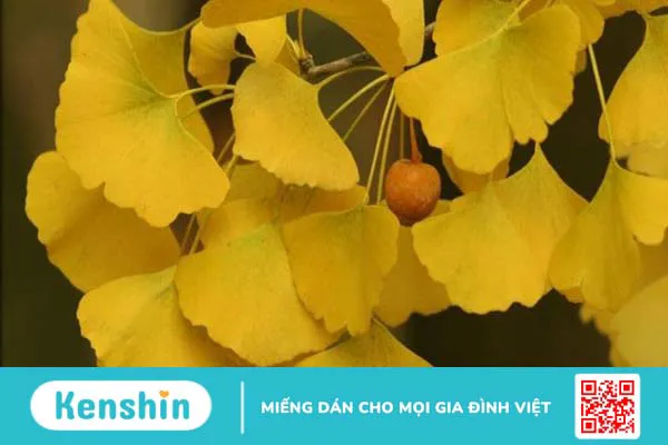 Sử dụng ginkgo biloba (cao bạch quả) có cải thiện bệnh Alzheimer?