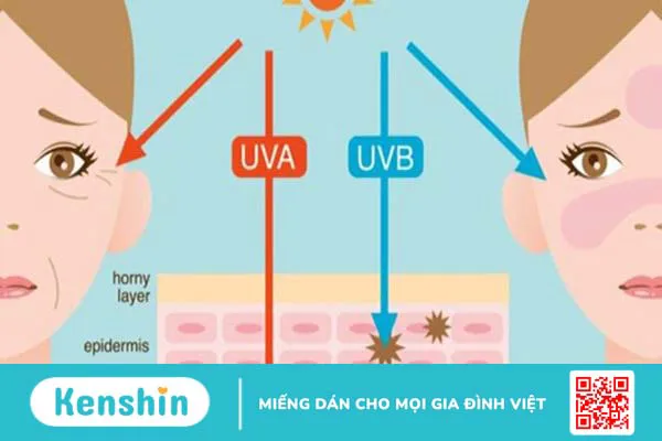 Tác dụng của Acid alpha lipoic (ALA) đối với da, cách dùng, lưu ý khi sử dụng