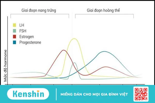 Tại sao vùng kín có mùi hôi? Tìm hiểu ngay 11 nguyên nhân phổ biến sau