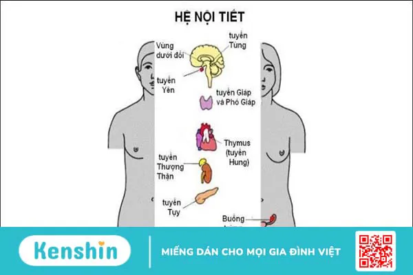 Táo bón nên ăn gì và kiêng gì? Lưu ý cho người táo bón