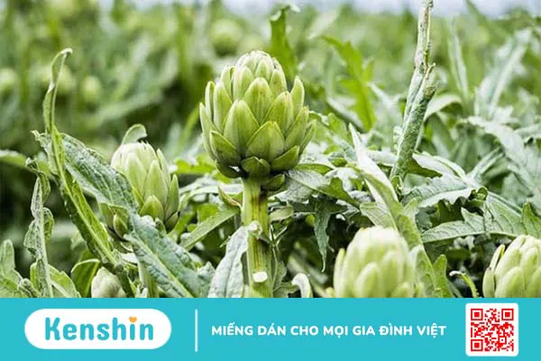 Táo bón nên ăn gì và kiêng gì? Lưu ý cho người táo bón