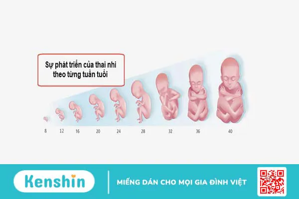 Thai bao nhiêu tuần được xem là đủ tháng để sinh?