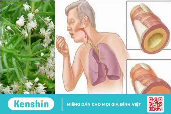 Thiên môn đông có tác dụng gì? Công dụng và liều dùng thiên môn đông