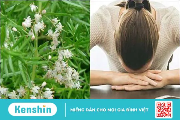 Thiên môn đông có tác dụng gì? Công dụng và liều dùng thiên môn đông