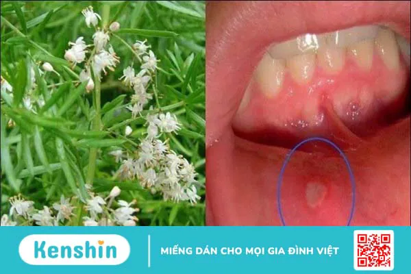 Thiên môn đông có tác dụng gì? Công dụng và liều dùng thiên môn đông