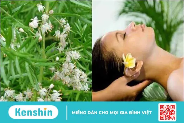 Thiên môn đông có tác dụng gì? Công dụng và liều dùng thiên môn đông