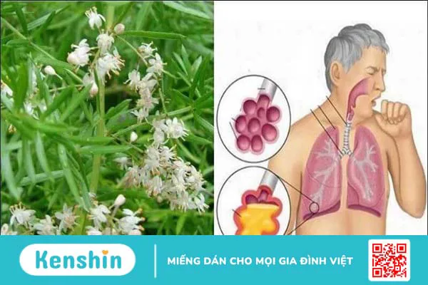 Thiên môn đông có tác dụng gì? Công dụng và liều dùng thiên môn đông