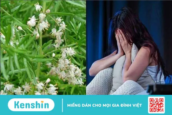 Thiên môn đông có tác dụng gì? Công dụng và liều dùng thiên môn đông