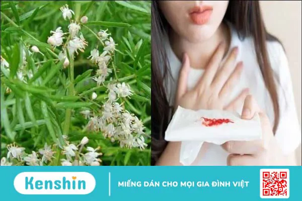 Thiên môn đông có tác dụng gì? Công dụng và liều dùng thiên môn đông