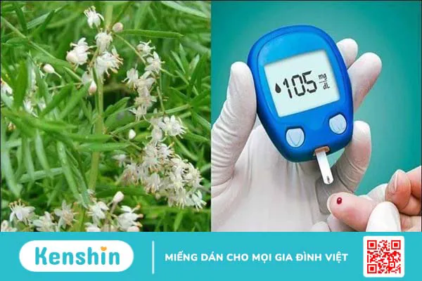 Thiên môn đông có tác dụng gì? Công dụng và liều dùng thiên môn đông