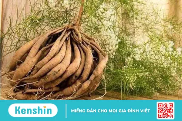 Thiên môn đông có tác dụng gì? Công dụng và liều dùng thiên môn đông