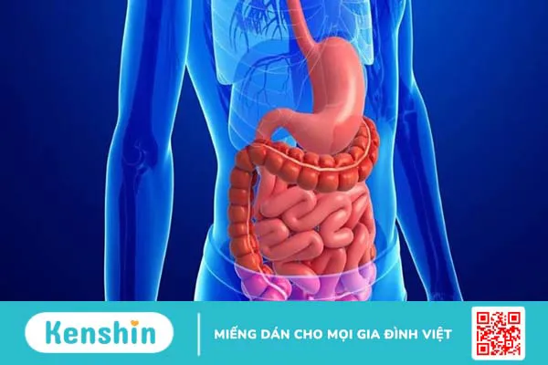 Thổ phục linh (củ khúc khắc) có tác dụng gì đối với sức khỏe?