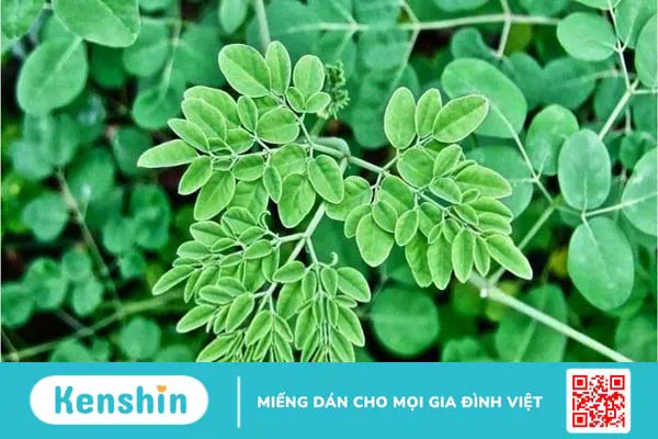 Thực phẩm có nhiều flavonoid