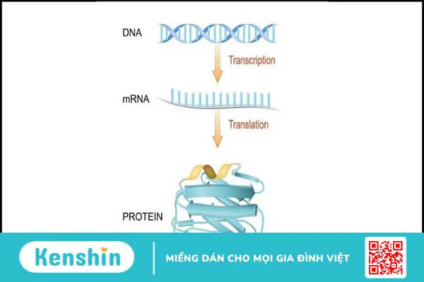 Thương hiệu Pfizer của nước nào? Có tốt không? Sản phẩm nổi bật?