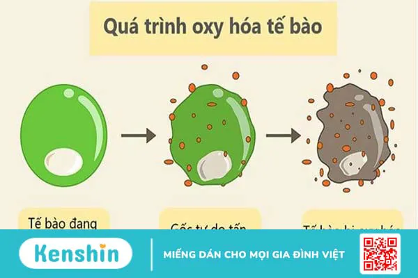 Tinh dầu đinh hương là gì? 8 tác dụng của tinh dầu đinh hương