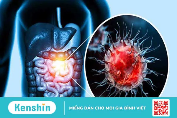 Tinh dầu hương thảo có tác dụng gì? 15 công dụng tinh dầu hương thảo