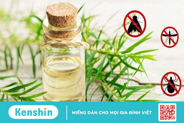 Tinh dầu tràm: 9 Tác dụng, cách dùng, lưu ý khi sử dụng