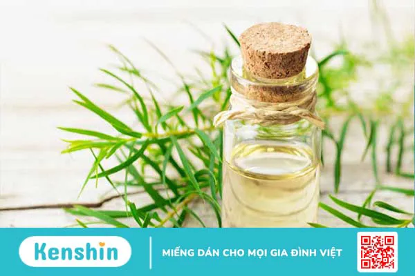 Tinh dầu tràm trà có tác dụng gì? 11 lợi ích tuyệt vời bạn nên biết