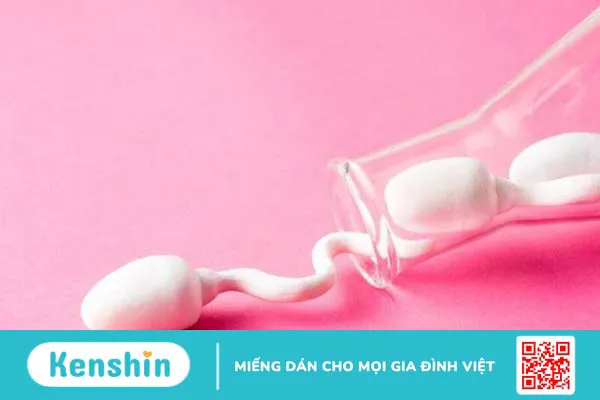 Tinh trùng là gì? Tinh trùng sống được bao lâu sau khi xuất tinh?