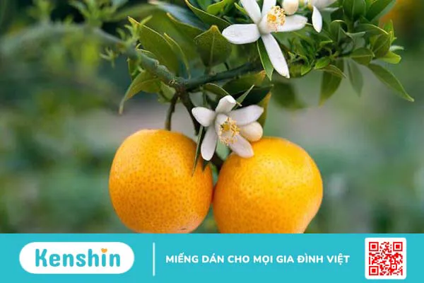 Top 10 thành phần phổ biến trong thuốc giảm cân