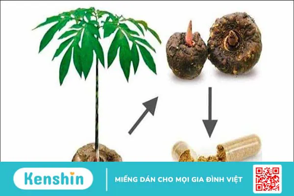 Top 10 thành phần phổ biến trong thuốc giảm cân